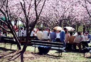  Cerejeiras do Parque do Carmo 